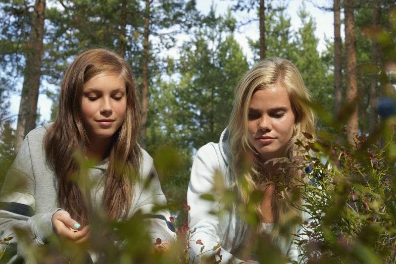 To søstre i skogen